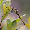 J01_0143 Highland Darter